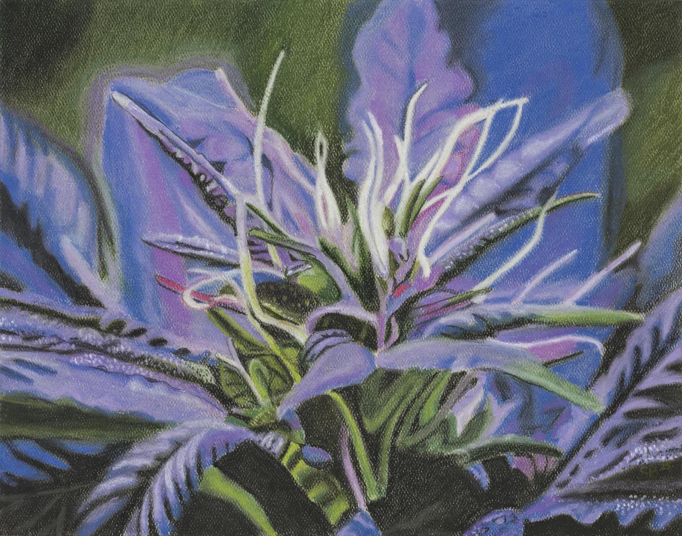 Lavender Kush- Giclée Fine Art Print
